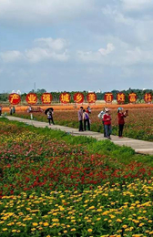 瓊海龍壽村以花蔬為媒使農業搭載農旅快車